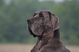 DOGUE ALLEMAND 479